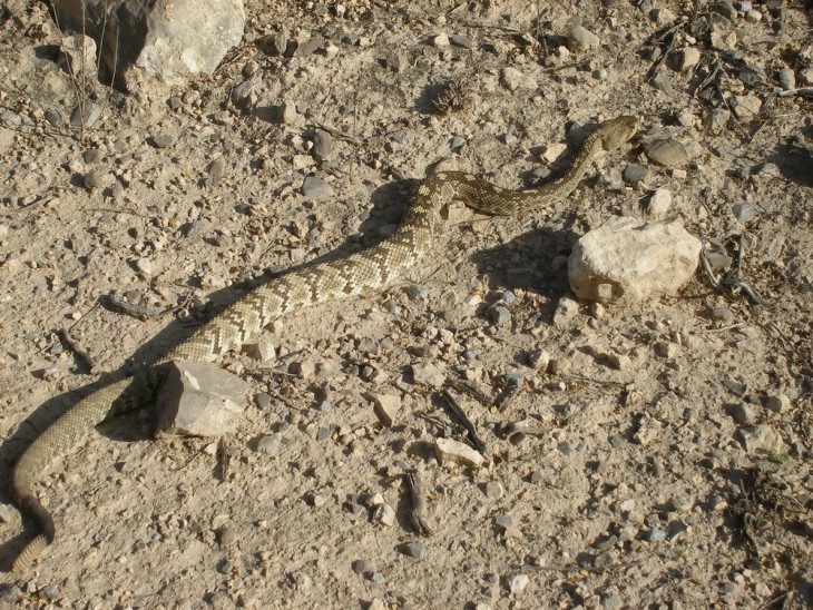 P1010075.jpg