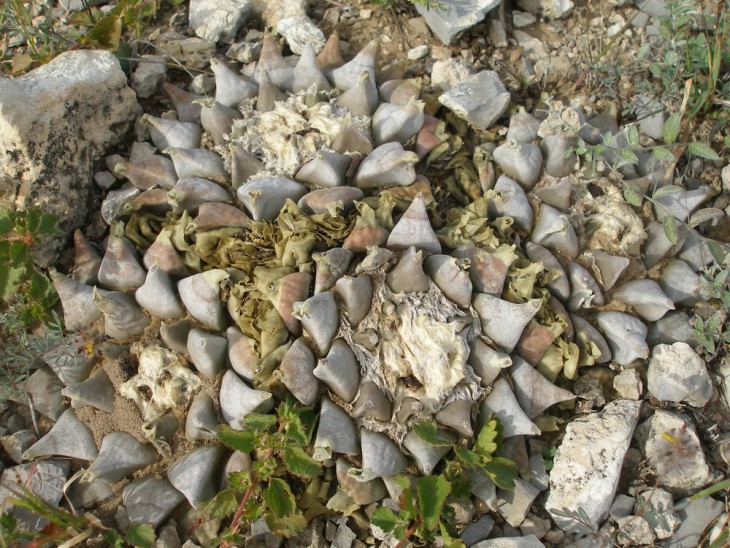 P1010084.jpg