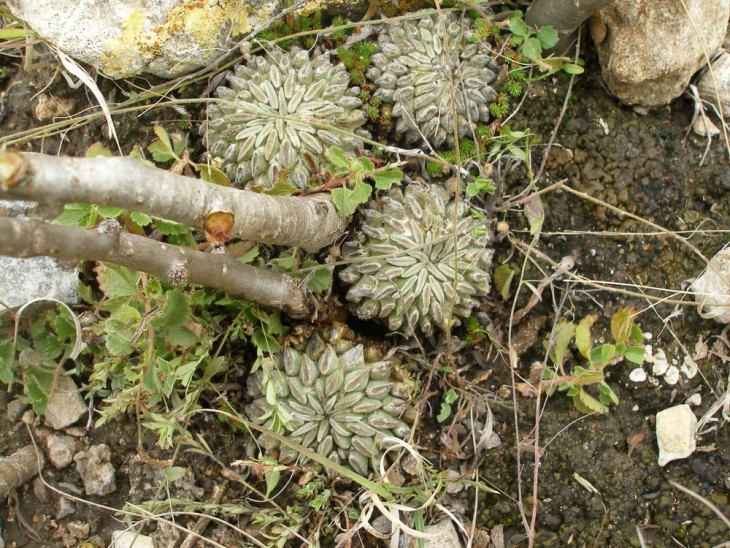 P1010179.jpg