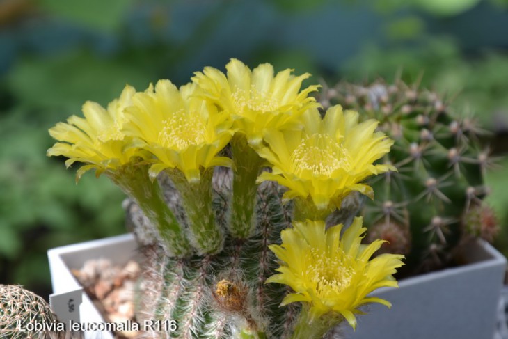lobivia leucomalla
