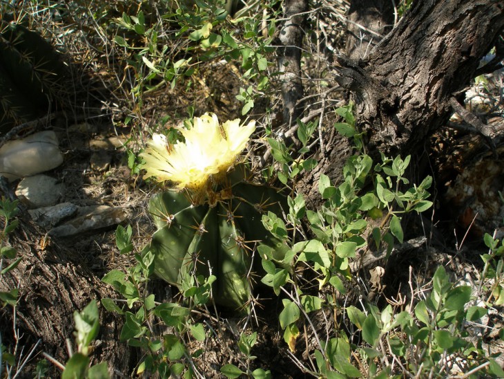 P1019354.jpg