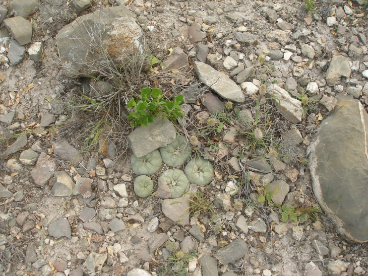 P1019382.jpg