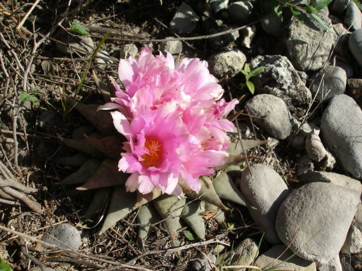 P1019740.jpg