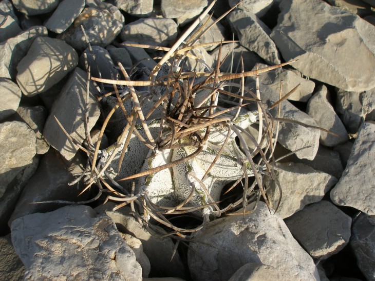 P1019899.jpg