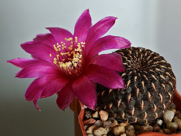 Sulcorebutia heinzii HS151