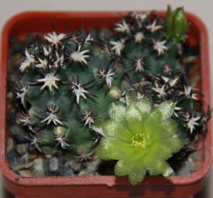 Echinocereus davisii v brevispinus