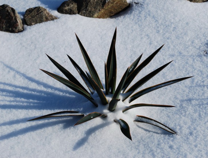 7-SI_1002-8   Yucca gloriosa variegata.jpg