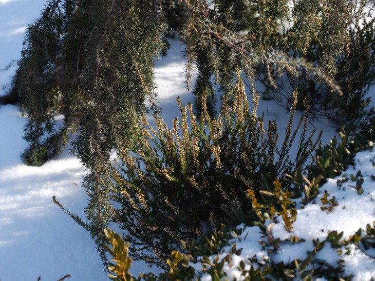 7-SI_1002-7   Calluna vulgaris sp..jpg