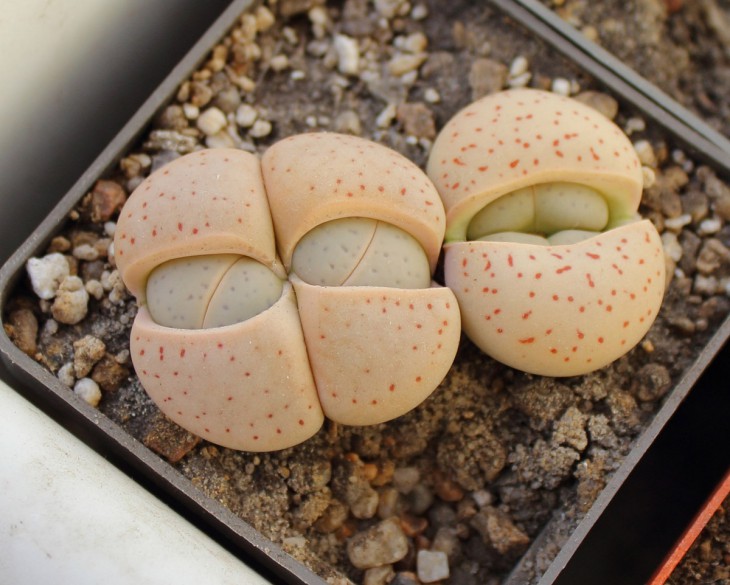 Dinteranthus vanzilii
