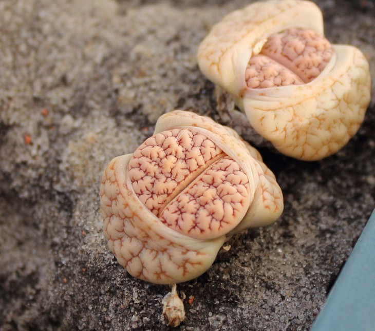 gracilidelineata С374