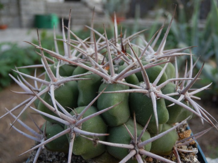 G.Mostii