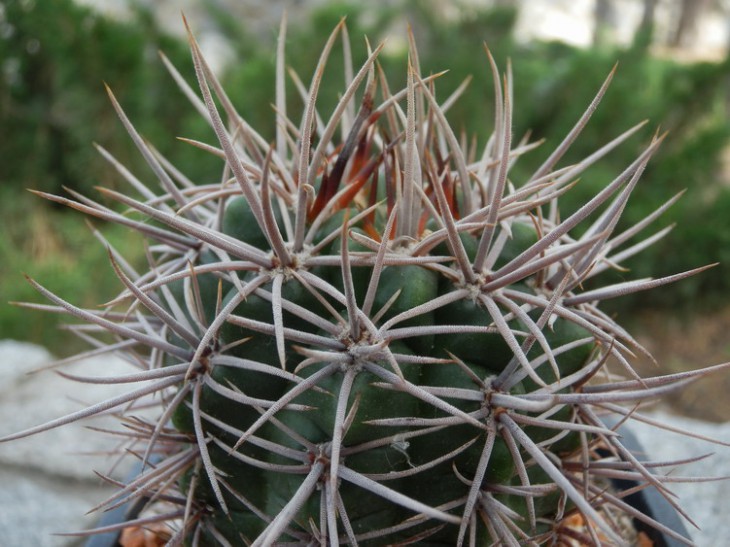 G.Horidispinum
