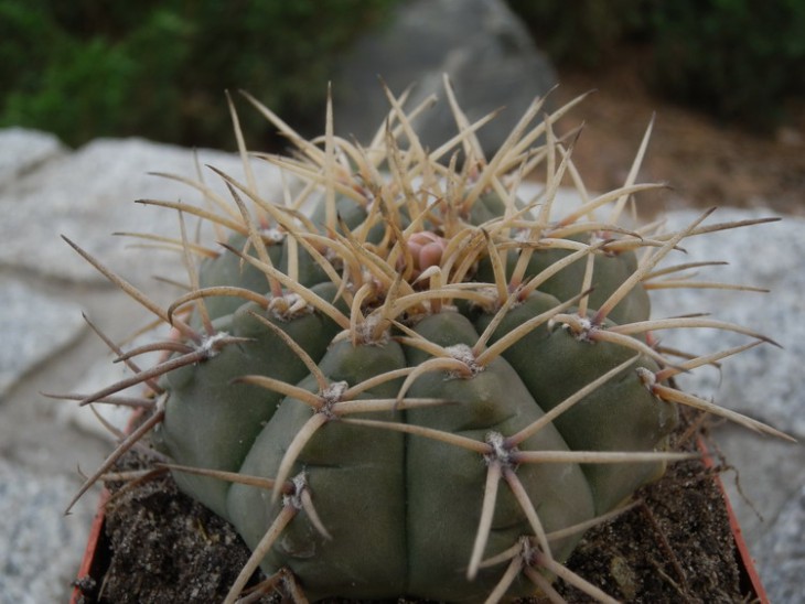 G.Altagraciense A.Plapp