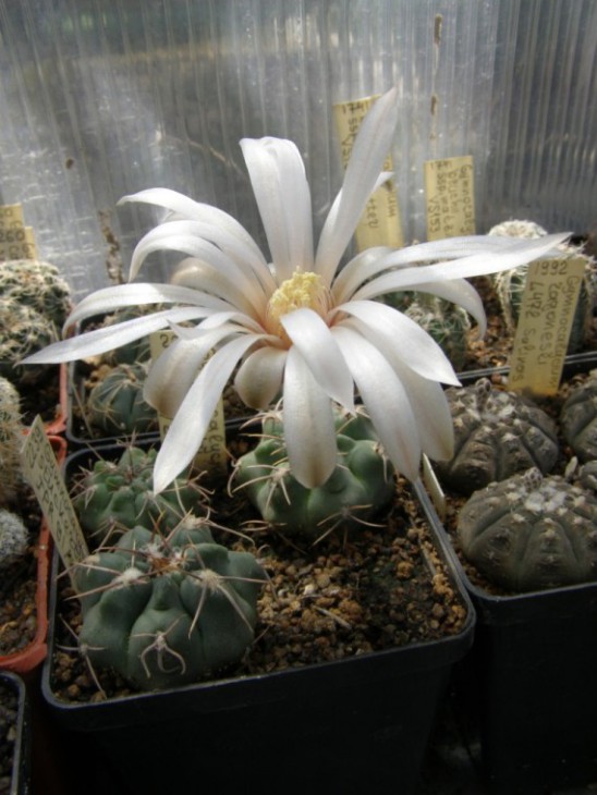 G.stuckertii JPR92-91-212 (570 x 759).jpg