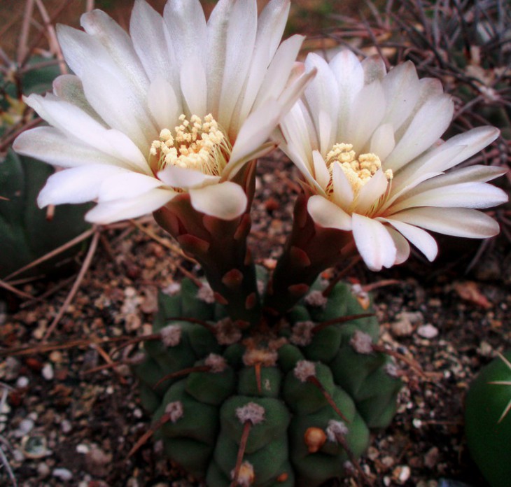 Gymnocalycium vatteri