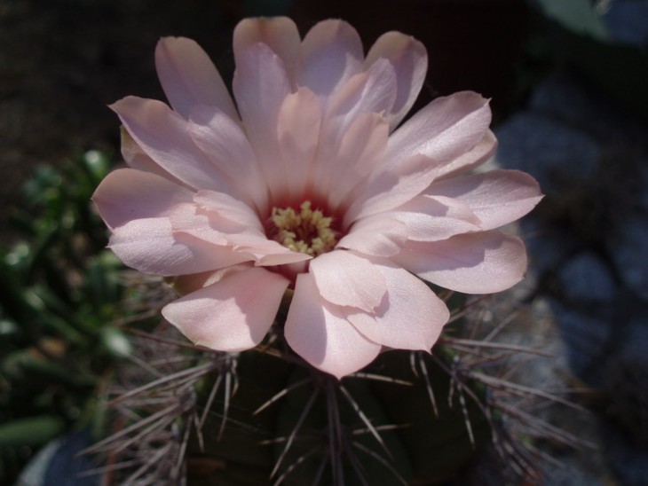 Gymnocalycium paediophylum