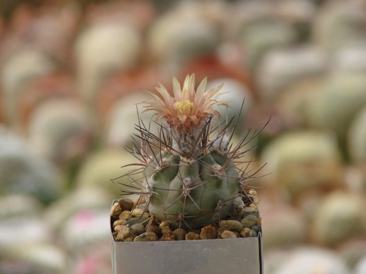 Pyrrhocactus vilicumensis TK 209. Растение и фото Сорокина А.А.