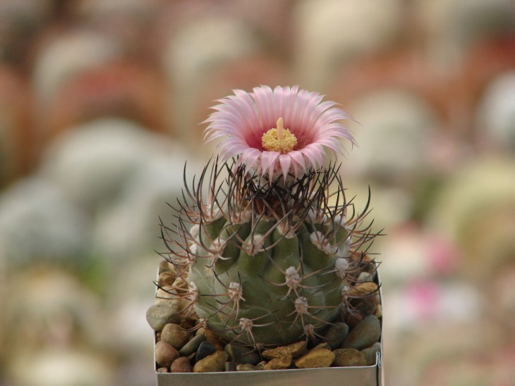 Horridocactus megliolii HV 528. Растение и фото Сорокина А.А.