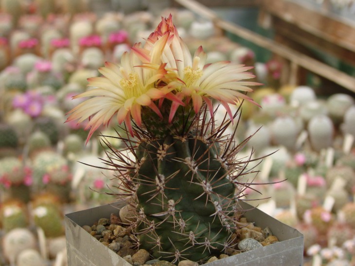 Pyrrhocactus andreanus GN 99-991/3412. Растение и фото Сорокина А.А.