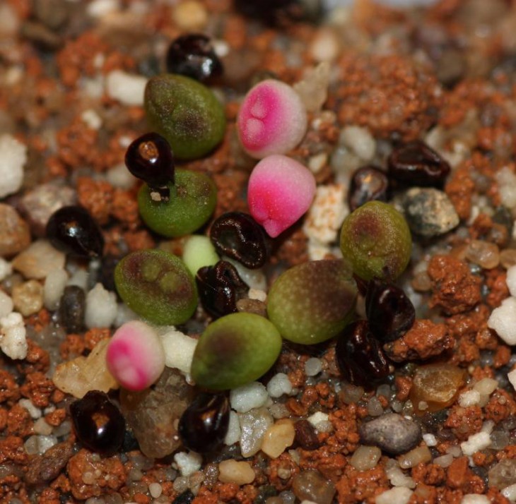 seeds from Daniele.jpg