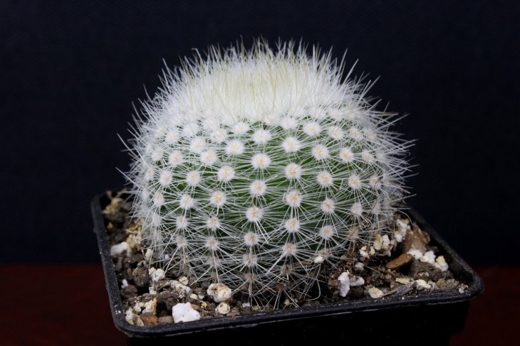 Notocactus scopa v.albispinus .JPG