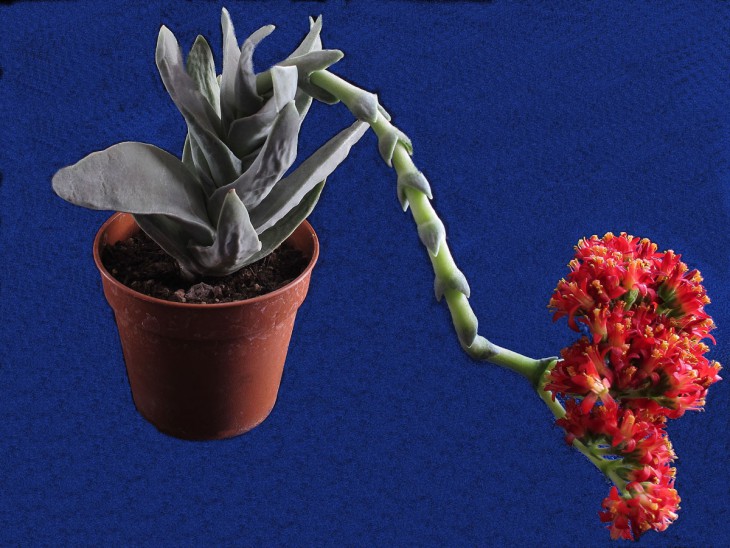 Crassula falcata