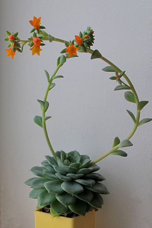 Echeveria desmetiana