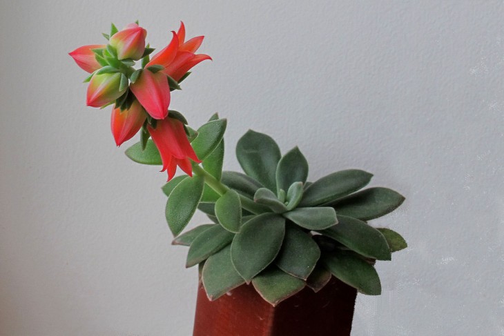 Echiveria leucotricha