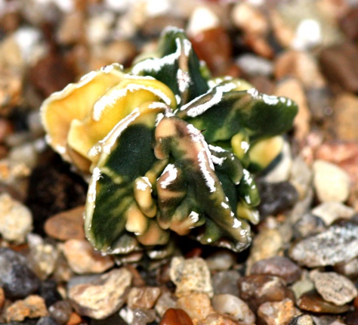 fukuryi variegata.jpg