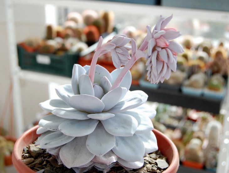 Echeveria laui