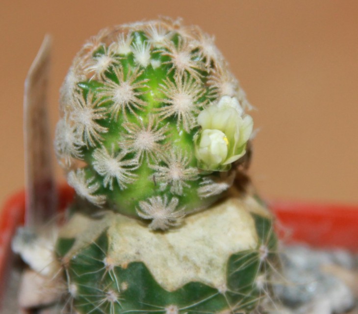 Mammillaria roemeri