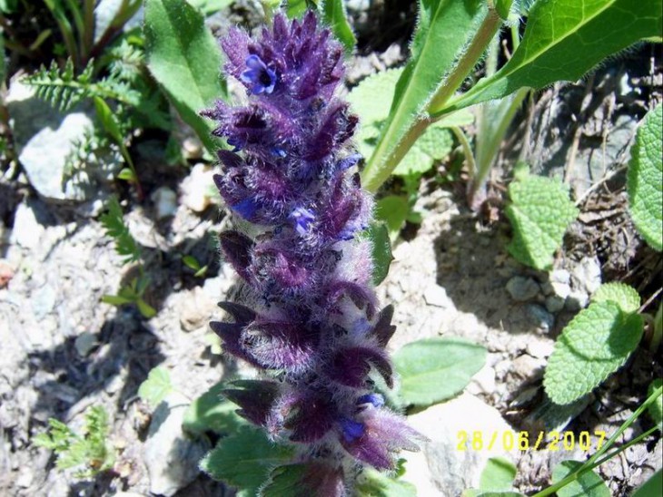 2007_Ajuga.JPG