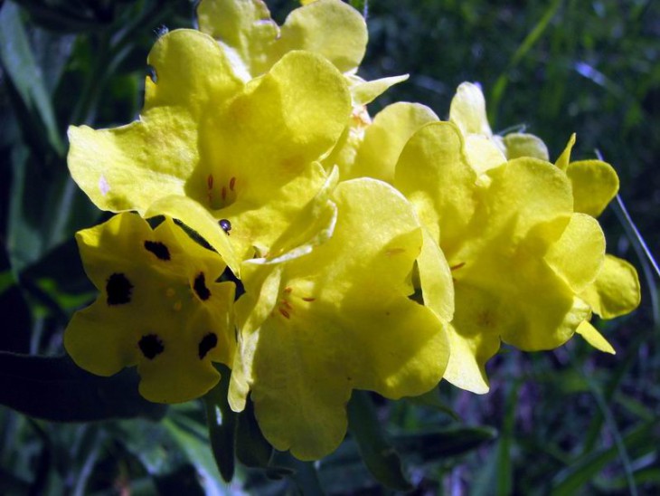 2007_Arnebia pulchra2.JPG