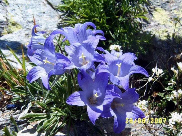 2007_Campanula1.JPG