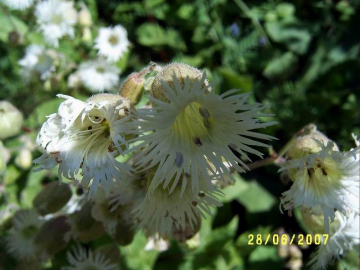 2007_Caryophyllaceae.JPG