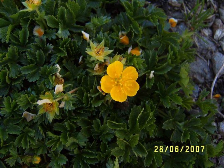 2007_Potentilla.JPG