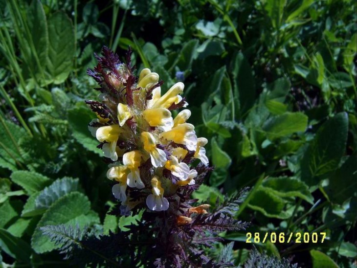 2007_Scrophulariaceae.JPG