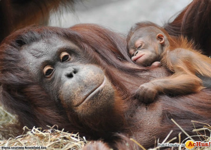 Borneo-orangutan.jpg