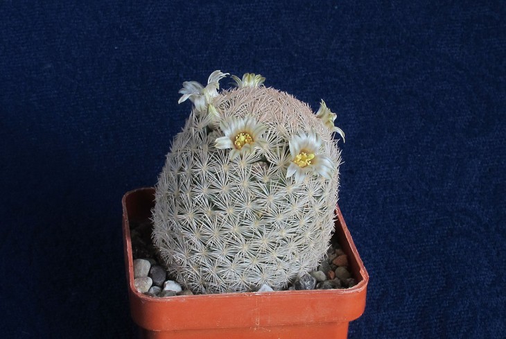 Mammillaria egregia