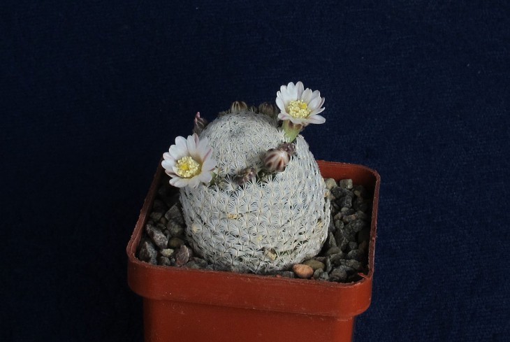 Mammillaria sanchez-mejoradae