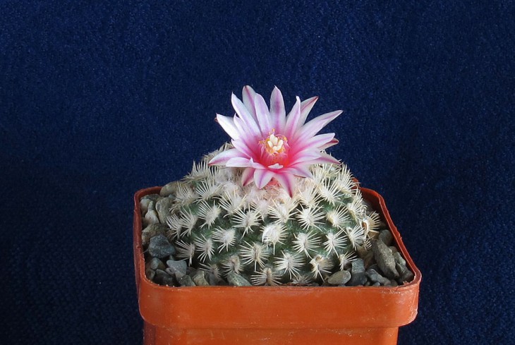 Turbinicarpus mombergii
