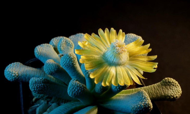 Titanopsis luederitzii