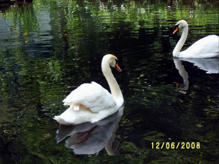 2008_зоопарк1.JPG