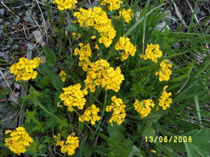 2008_Brassicaceae.JPG