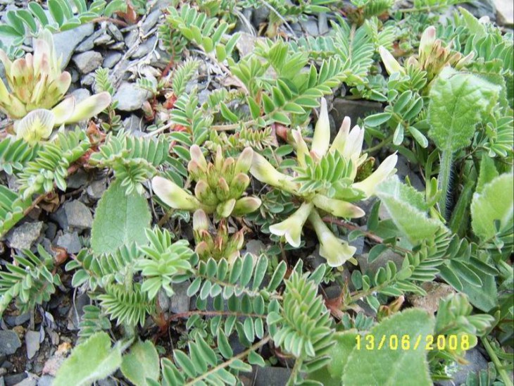 2008_Fabaceae.JPG