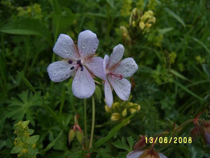 2008_Geranium.JPG