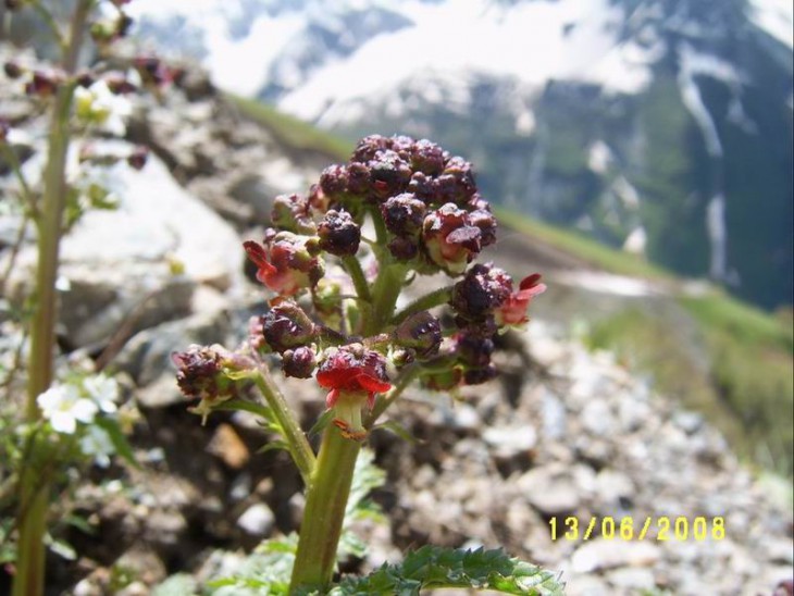 Scrophulariaceae