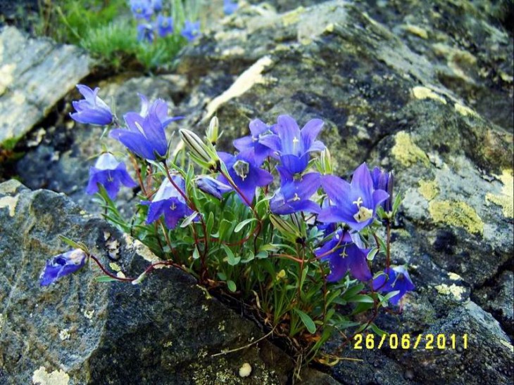 2011_Campanula.JPG