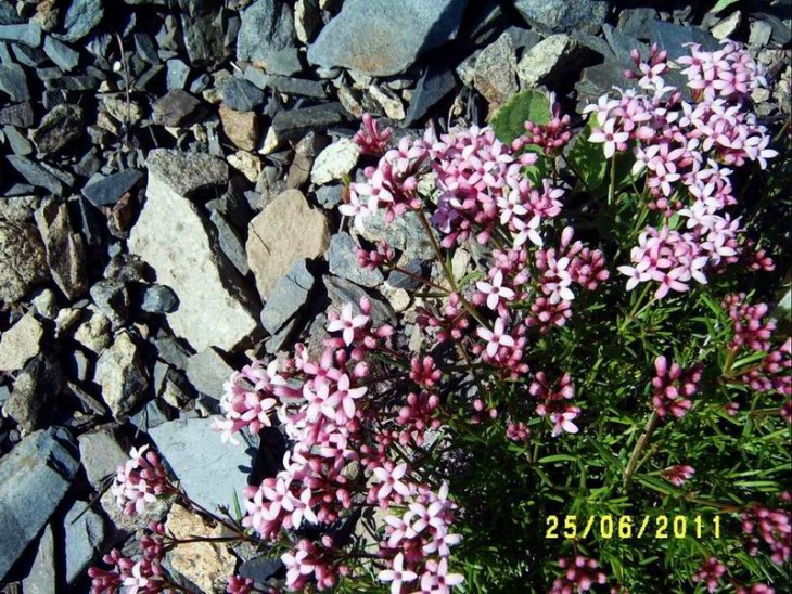 Rubiaceae