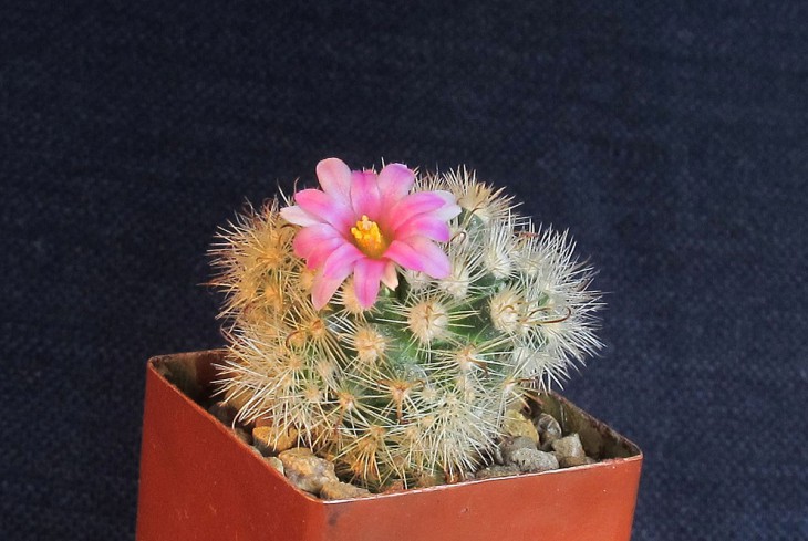 Mammillaria tepexicensis